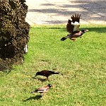 Tristes martins (myna birds). ציפור המיינה בתעופה